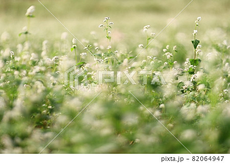 花 ヒマワリ そばの花 82064947