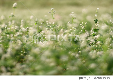 花 ヒマワリ そばの花 82064949