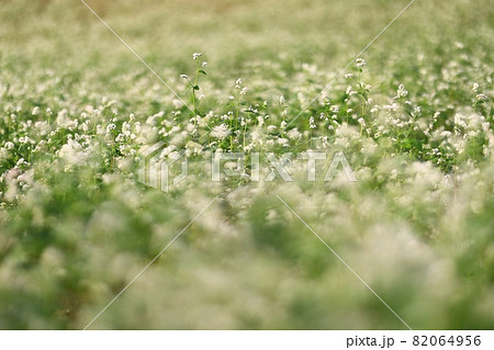 花 ヒマワリ そばの花 82064956