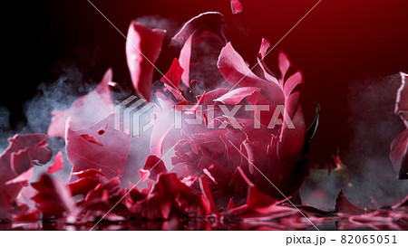 Isolated frost rose blossom beying crashed Isolated frost rose blossom beying crashed 82065051