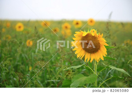 花 ヒマワリ そばの花 82065080