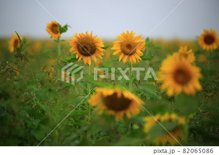 花 ヒマワリ そばの花 82065086