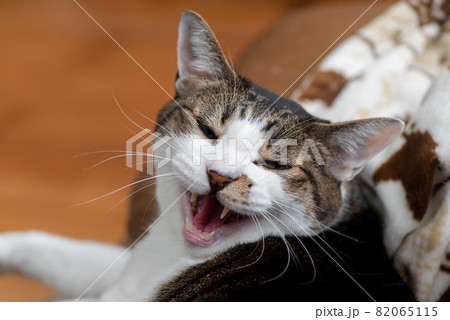 にゃー キジトラ白 にゃー キジトラ白 82065115