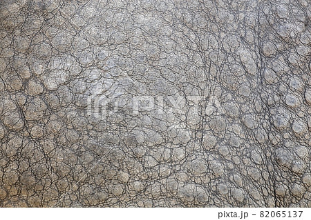 Details of elephant skin texture 82065137