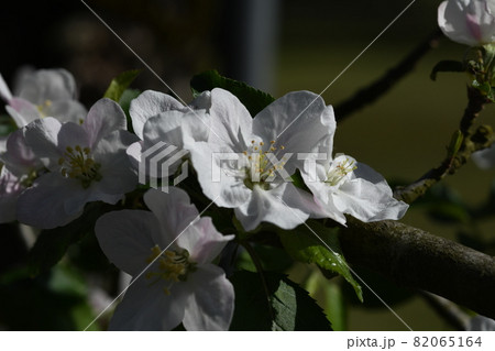 林檎の花 林檎の花 82065164