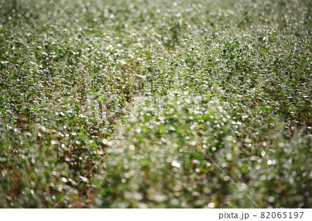 花 ヒマワリ そばの花 82065197