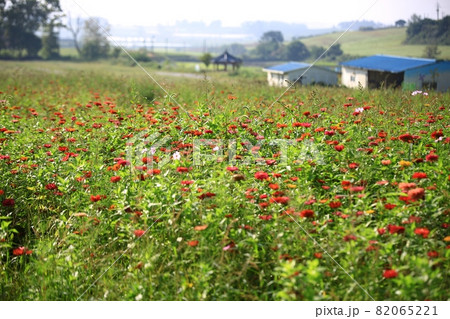 花 ヒマワリ そばの花 82065221