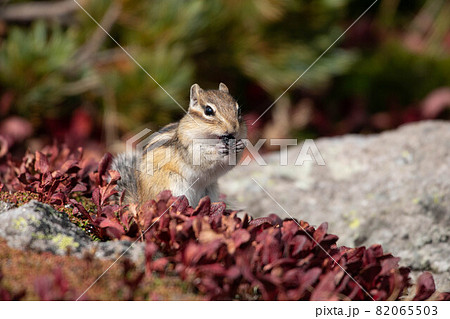 ウラシマツツジの実を貯食するシマリス 82065503