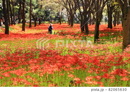 秋 花畑 女性 82065630