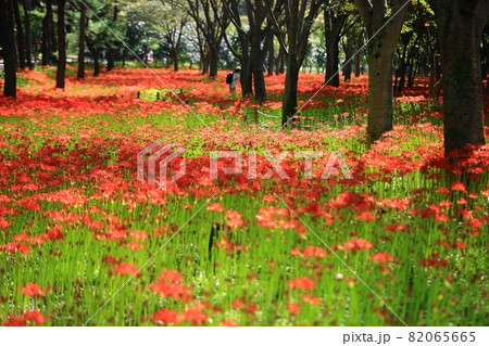 花 秋 花畑 82065665