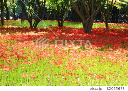 花 秋 花畑 82065673