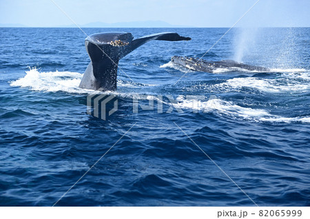 尾びれを上げるザトウクジラとブローを上げる久米島のザトウクジラ 尾びれを上げるザトウクジラとブローを上げる久米島のザトウクジラ 82065999