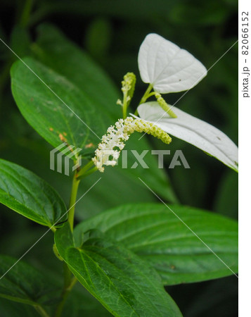 東京板橋区・赤塚植物園に咲くハンゲショウ 東京板橋区・赤塚植物園に咲くハンゲショウ 82066152