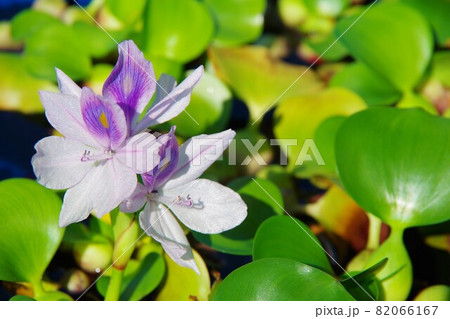 ホテイアオイ 82066167