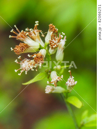 東京板橋区・赤塚植物園に咲くヤブレガサ 82066251