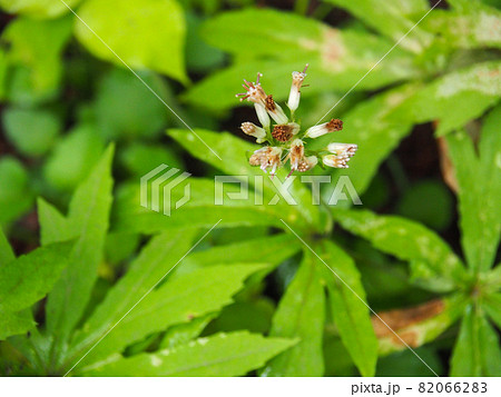 東京板橋区・赤塚植物園に咲くヤブレガサ 82066283