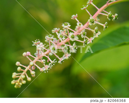 荒川河川敷に咲くヨウシュヤマゴボウ 82066368