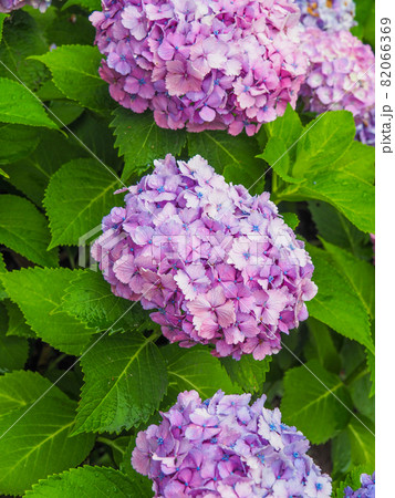 東京板橋区・赤塚植物園に咲くアジサイ 82066369