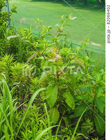 荒川河川敷に咲くヨウシュヤマゴボウ 荒川河川敷に咲くヨウシュヤマゴボウ 82066402