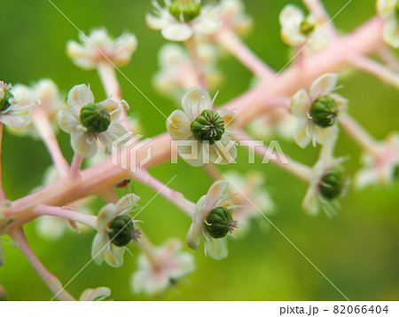 荒川河川敷に咲くヨウシュヤマゴボウ 82066404