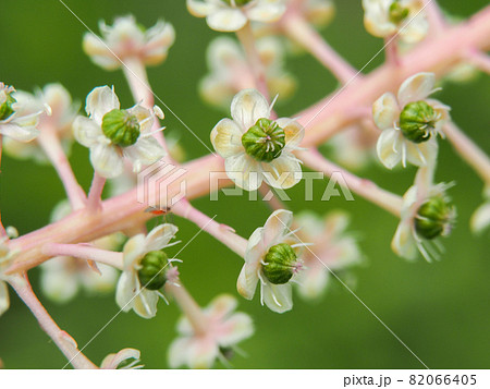 荒川河川敷に咲くヨウシュヤマゴボウ 82066405