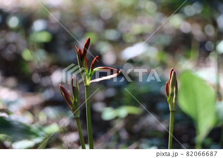 キツネノカミソリ(狐の剃刀)のオレンジ色の花 キツネノカミソリ(狐の剃刀)のオレンジ色の花 82066687