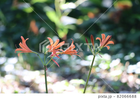 キツネノカミソリ(狐の剃刀)のオレンジ色の花 キツネノカミソリ(狐の剃刀)のオレンジ色の花 82066688