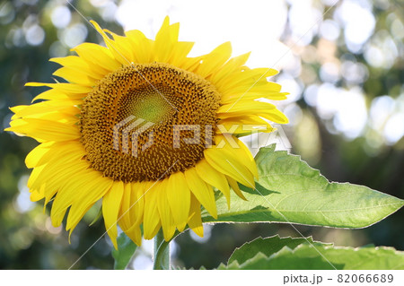 夏に日差しを受けるひまわりの花 夏に日差しを受けるひまわりの花 82066689