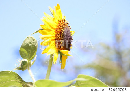 夏に日差しを受けるひまわりの花 夏に日差しを受けるひまわりの花 82066703