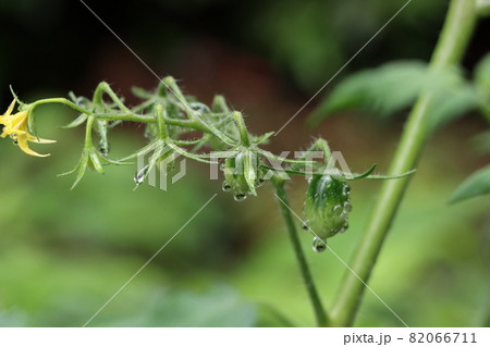 雨上がりの水滴が付く家庭菜園のミニトマト 雨上がりの水滴が付く家庭菜園のミニトマト 82066711