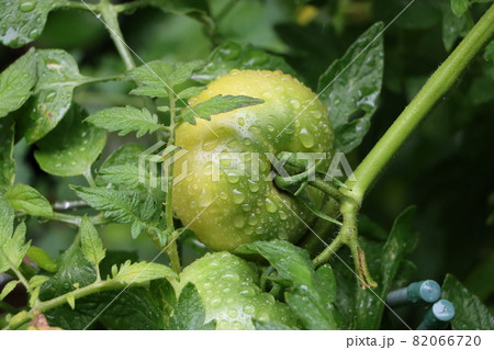雨上がりの水滴が付く家庭菜園のミニトマト 82066720