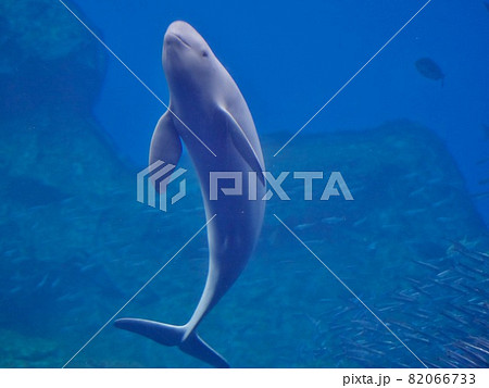 水上へ上がるスナメリ 82066733