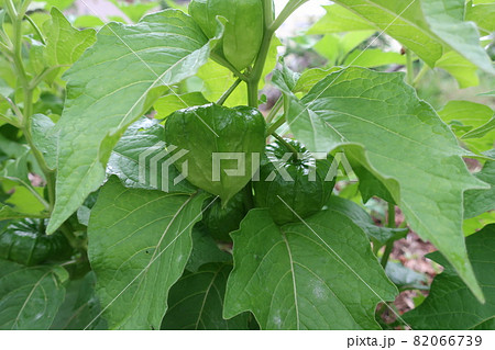 緑色の熟する前のほおずきの実 82066739