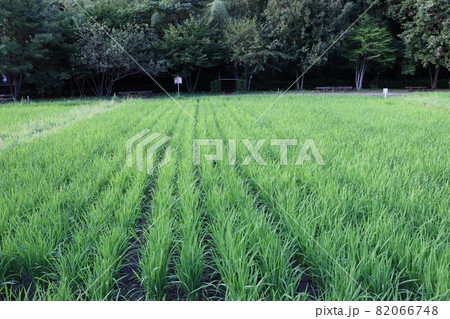 稲作のある里山の風景 82066748