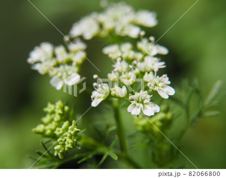 パクチーの花 82066800