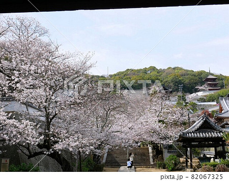 春の尾道 仁王門から見える西国寺と桜の木 (広島県尾道市) 春の尾道 仁王門から見える西国寺と桜の木 (広島県尾道市) 82067325