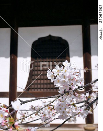 美しい西国寺の桜 (広島県尾道市) 美しい西国寺の桜 (広島県尾道市) 82067602