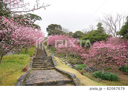 ピンク色が鮮やかな今帰仁城跡の桜 82067679