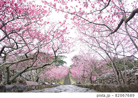 ピンク色が鮮やかな今帰仁城跡の桜 82067689