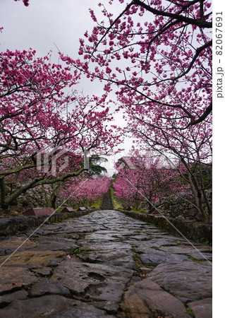 ピンク色が鮮やかな今帰仁城跡の桜 82067691