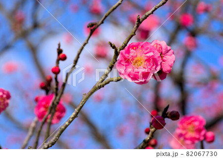 神崎梅園に咲く八重咲きの紅梅の花8　岡山県岡山市東区 82067730