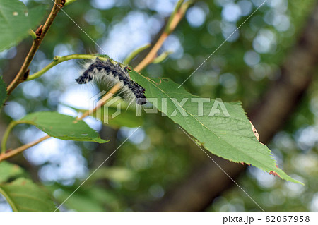 桜の葉を食べる毛虫 82067958