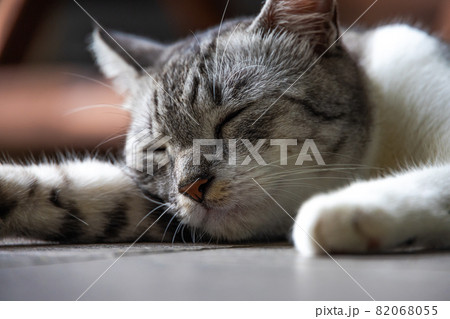 A young female cat sleeping on the floor. Close up portrait of a cat face. Macro photography of a small cute kitten sleeping on the floor A young female cat sleeping on the floor. Close up portrait of a cat face. Macro photography of a small cute kitten sleeping on the floor 82068055