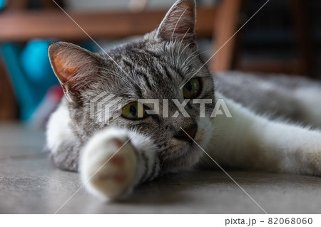 A young female cat with clear yellow eyes lays on the floor. Close up portrait of a cat face. Macro photography of a small cute kitten. 82068060