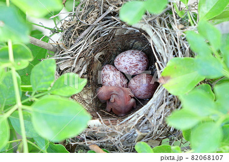 ヒヨドリの雛と卵 82068107
