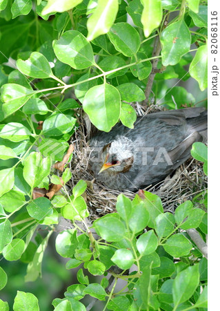 ヒヨドリ 82068116