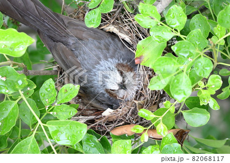 ヒヨドリ 82068117