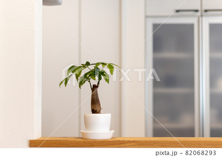 新築一戸建てのキッチンのカウンターの上に置いてある観葉植物（パキラ）の鉢植え 82068293