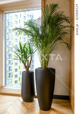 Interior decor with plants, detail of modern home or office indoor 82068324