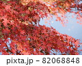 赤い紅葉　5 82068848